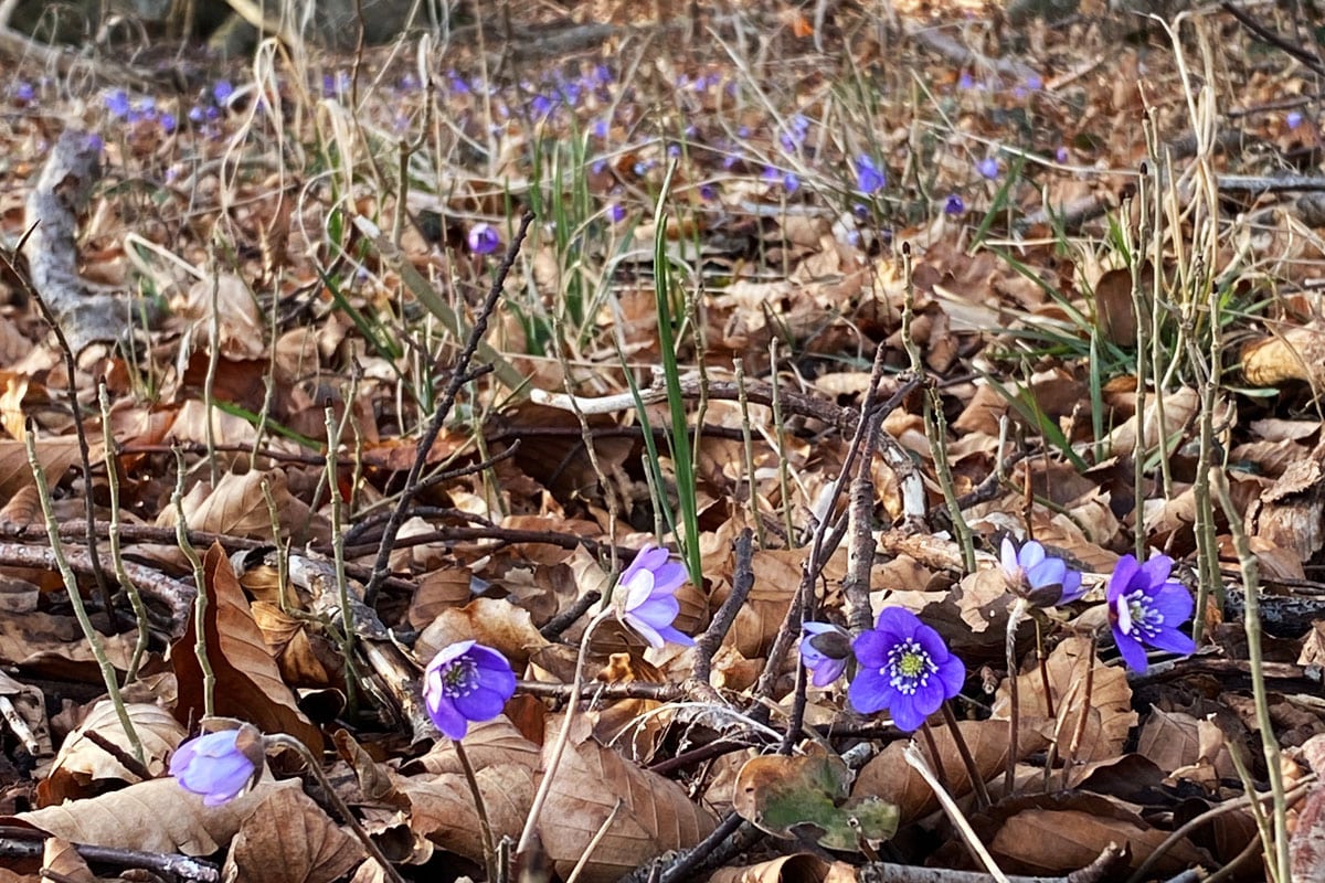 Danish-Woodlands-Biodiversitet