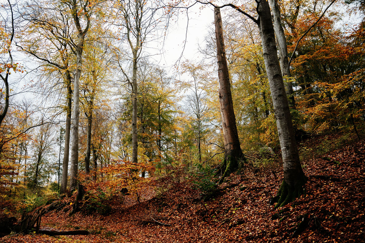 Danish-Woodlands-Oprindelse