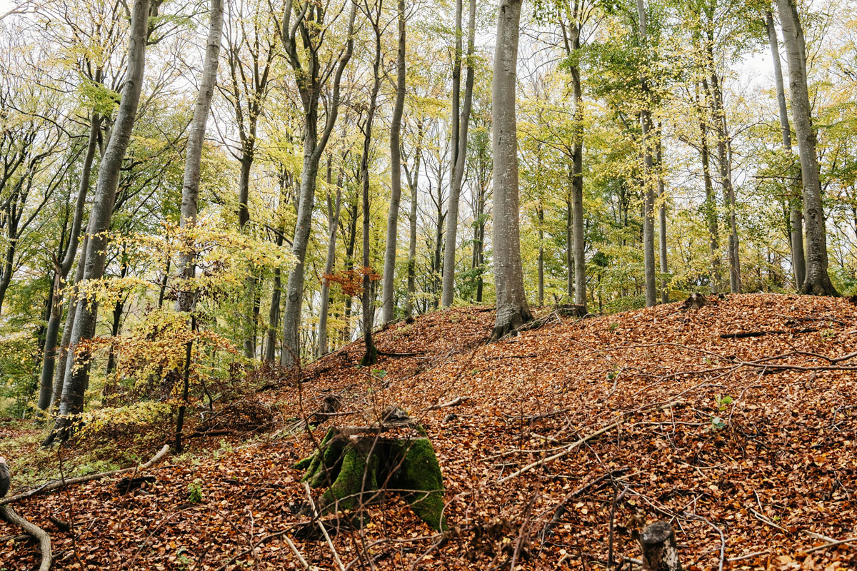Danish-Woodlands-Sporbarhed